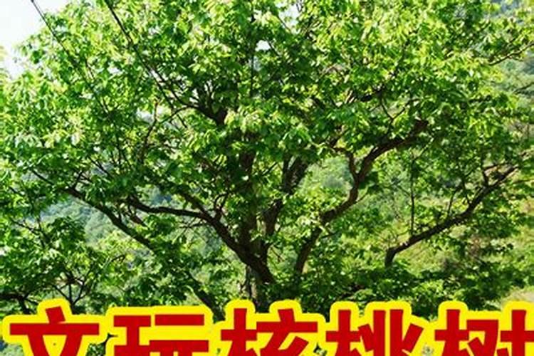 冬枣树环剥后,树叶发黄应喷啥叶面肥？