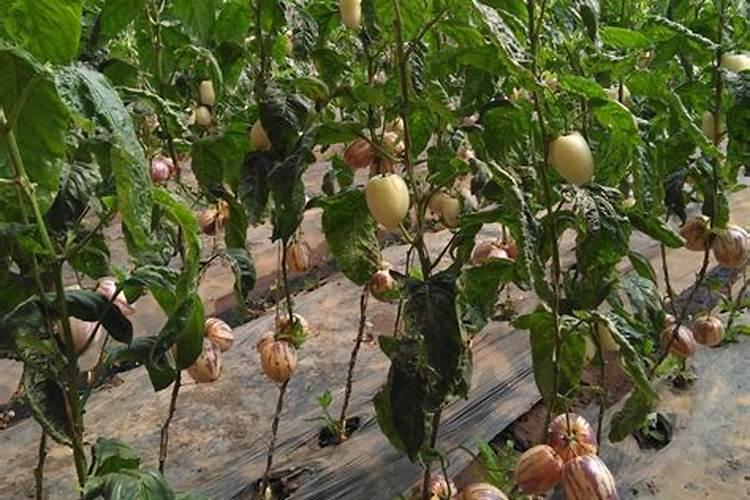 种白菜最好的化肥