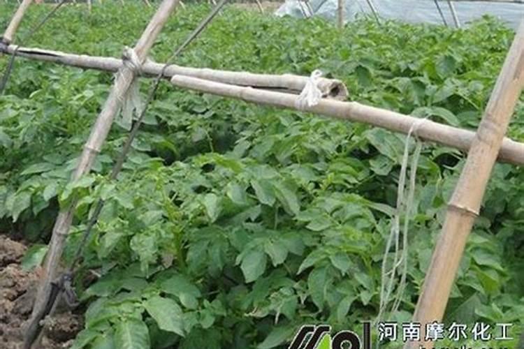 米兰开花期间怎么浇水