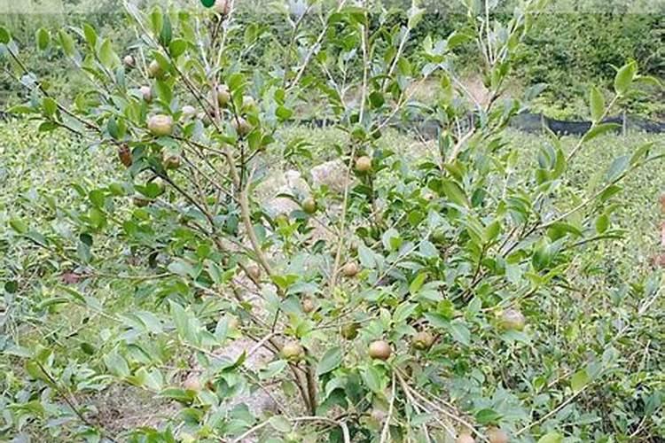 怎样区分磷肥 黄颜色的磷肥怎