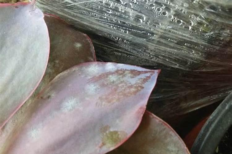 水果如何施用鱼蛋白肥,效果惊喜