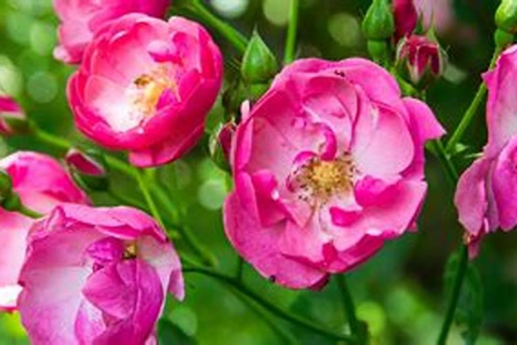 石榴树秋季施什么肥