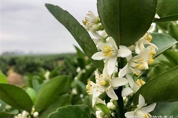 水养富贵竹用什么肥