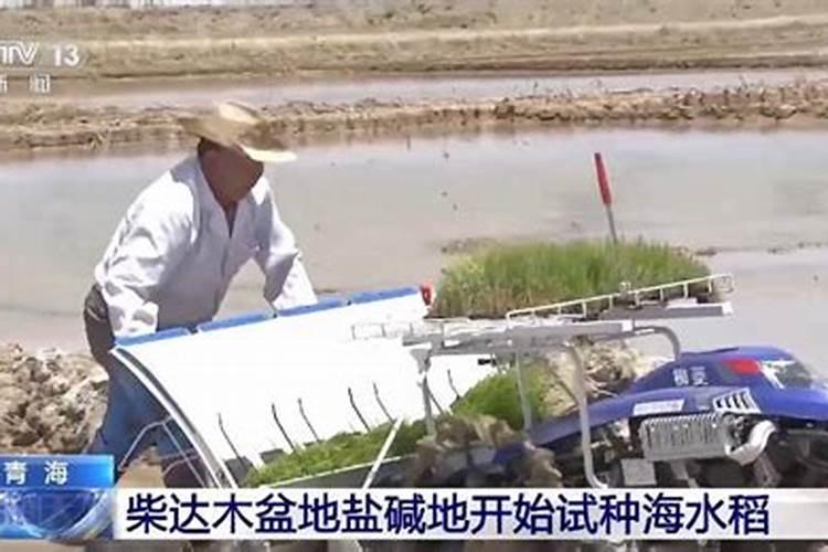 水稻营养关键阶段