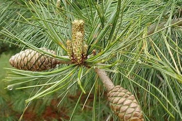 那位高手能告诉我以下知我移栽时应注意的事项