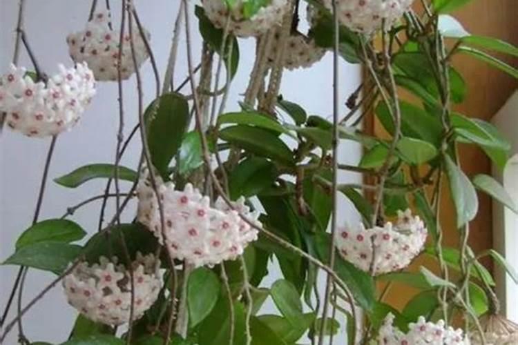 球兰花需要什么肥