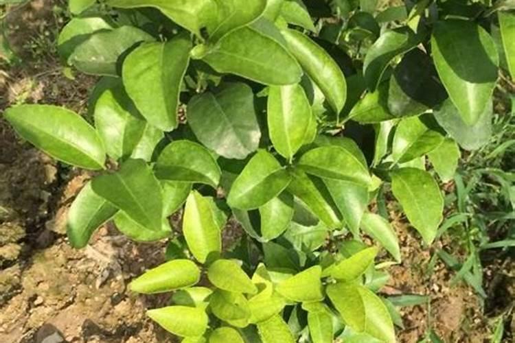 小麦拔节肥什么时候施
