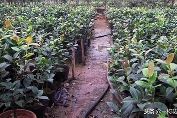 盆栽茶花施什么肥好(茶花施什么肥比较好)