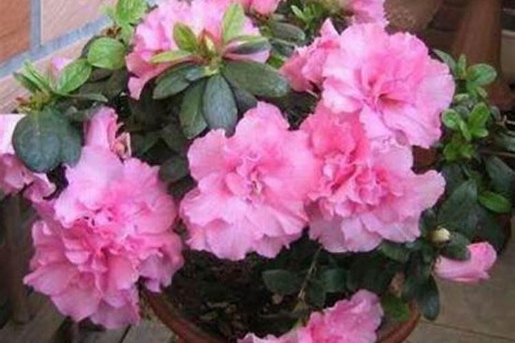 夏季杜鹃花施肥方法