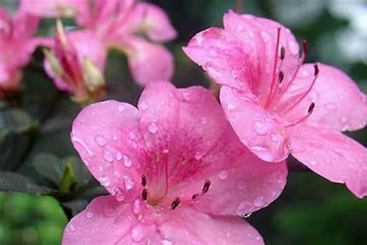 春季杜鹃花怎么施肥 施什么肥才能开花