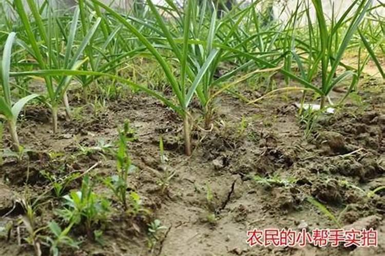 大蒜开春打什么药