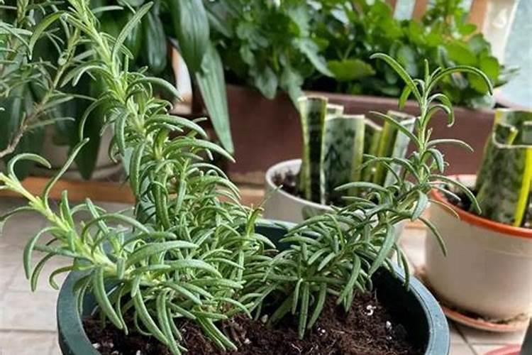 茶花快开花了要施肥吗要施什么肥