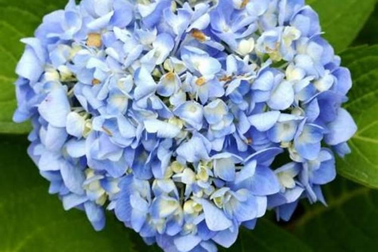 绣球花施花多2号施叶片好还是灌根好？