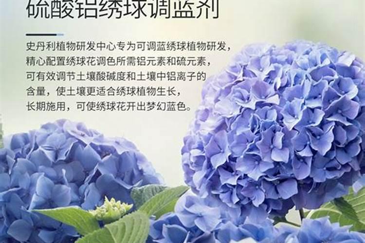 春季什么时候给绣球花施水溶肥？