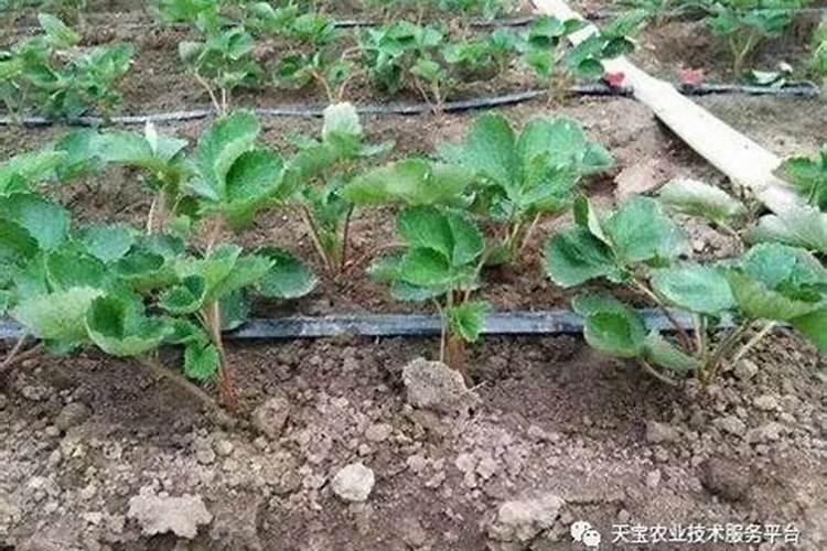 草莓苗种植多久能施肥 草莓苗什么时候施肥