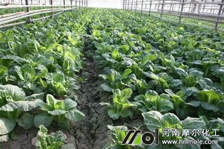 花生麸怎样沤制肥水