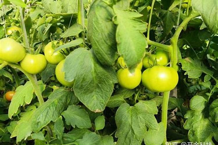 番茄中后期用什么肥料膨果啊