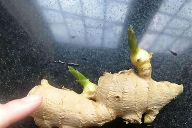 猕猴桃怎样合理施肥？