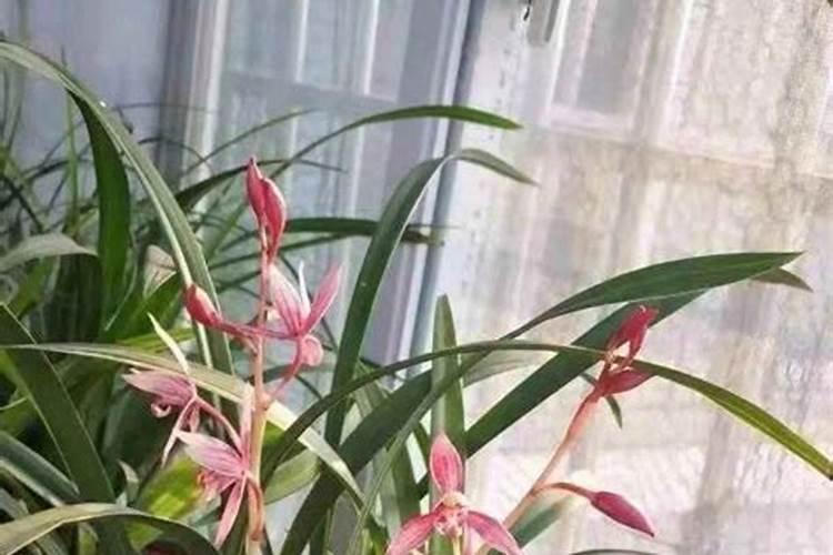 兰花施什么肥好兰花怎么施肥