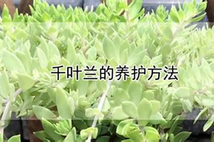 凤尾竹用什么肥料最好