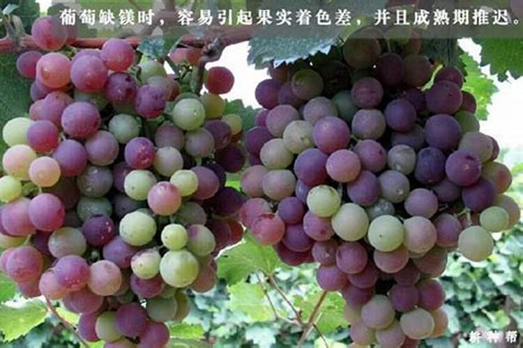 镁在葡萄树上的作用(镁肥在葡萄上什么时候用)