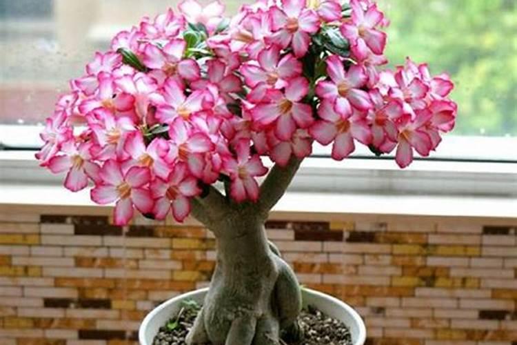 玫瑰花怎么施肥,玫瑰花施氮磷钾肥最为合适