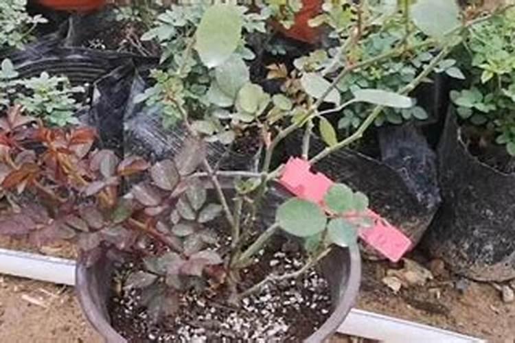 兰花专用肥可以用沙漠玖瑰吗