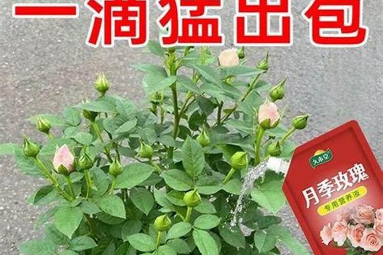 玫瑰一般哪几个月施肥 玫瑰怎么施肥