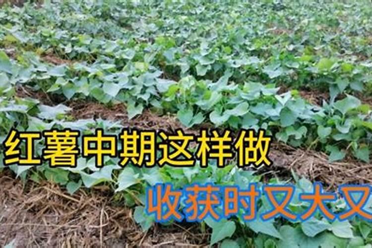 种红薯用什么肥料最好高产