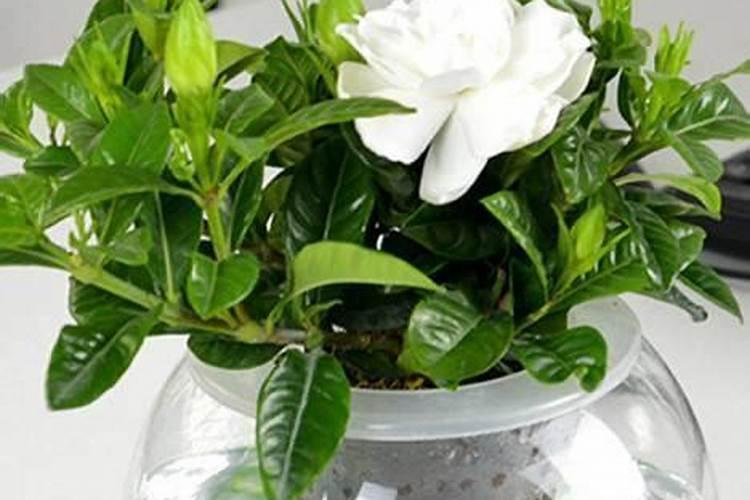 男性多维片能提高性功能吗