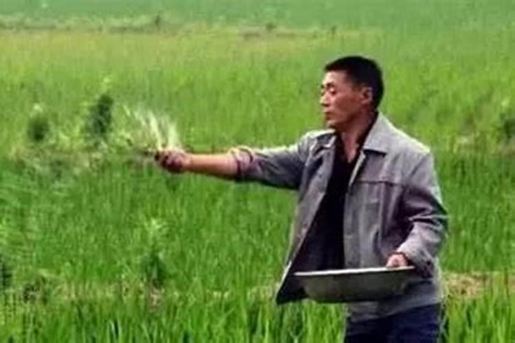 韭菜冲施什么肥料好(种韭菜用什么肥料浇长得最好)