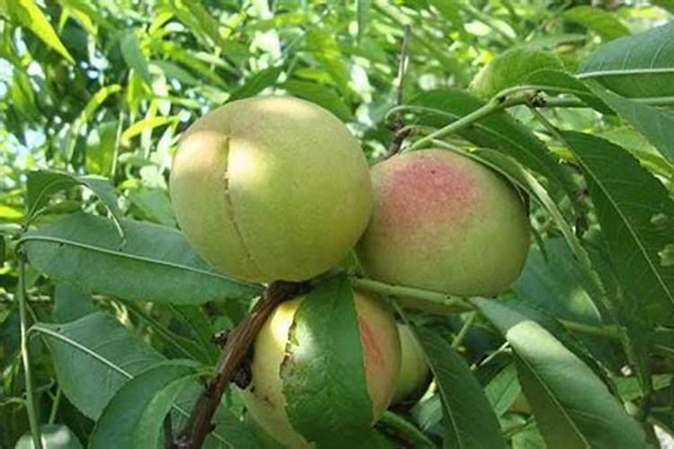 怎么施肥,才能使桃子膨大、增甜效果好？