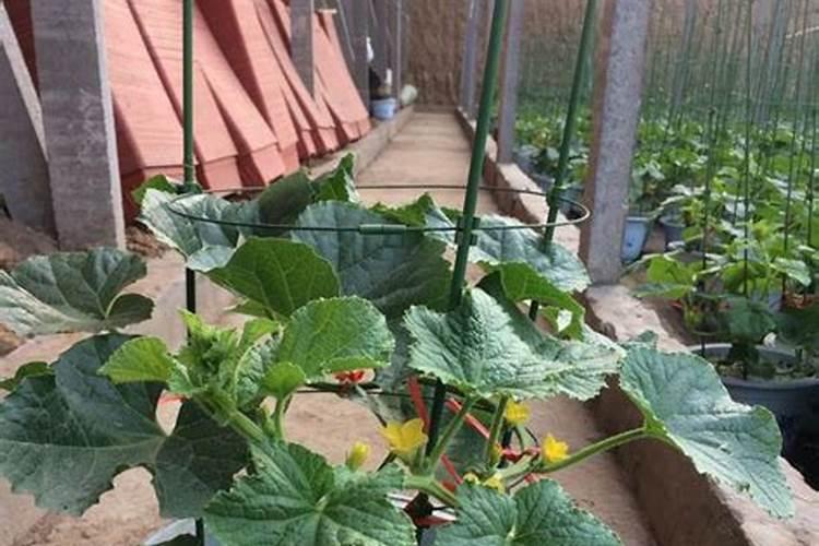 黄瓜施肥的方法!黄瓜冲施什么肥料好？