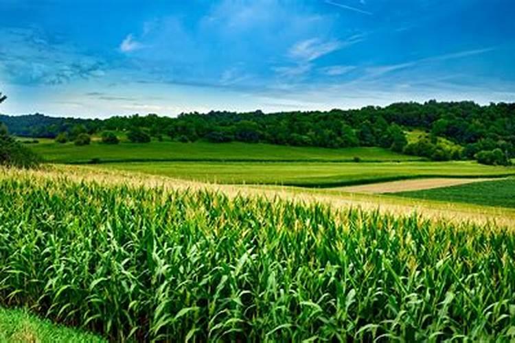 兰灵王养兰花的正确使用方法