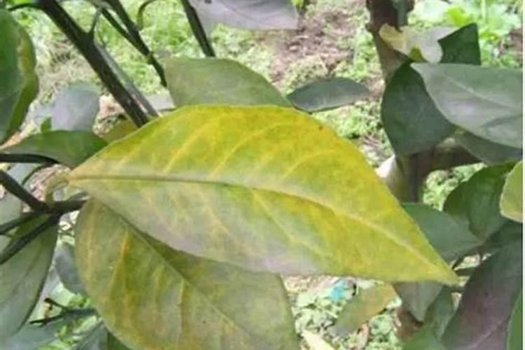 果树缺氮会出现哪些症状？