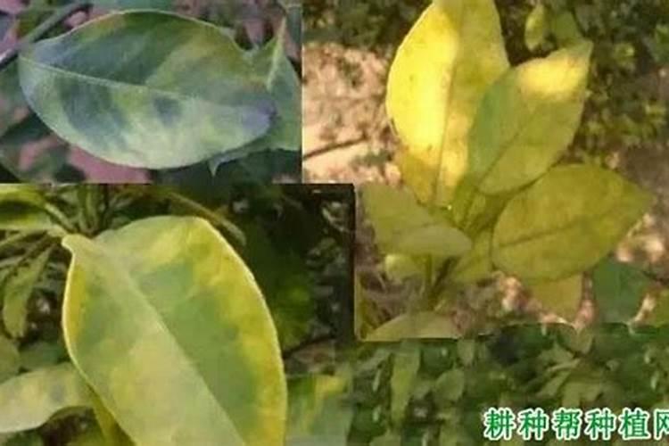 氮灵钾肥分别有什么作用