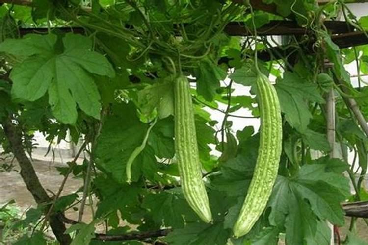 苦瓜适喷哪种蔬菜叶面肥？