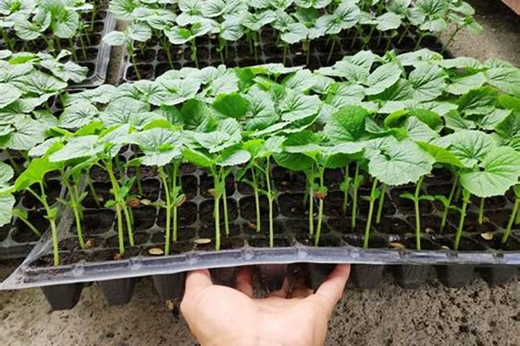 苦瓜幼苗长不起来,黄了,怎么了