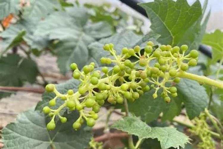 八角树施什么肥料最好