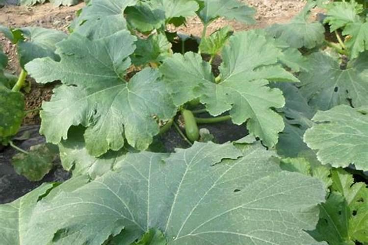 西葫芦喷什么叶面肥结果多？西葫芦用什么肥料可以果实膨大？