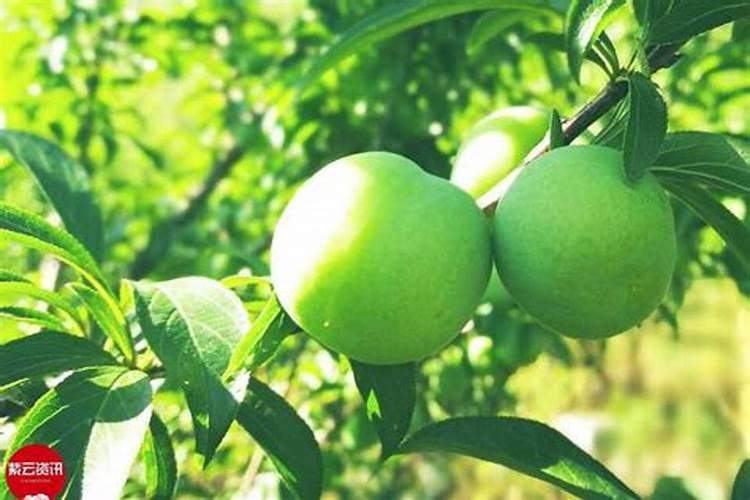 买的有机肥怎么施肥效果好