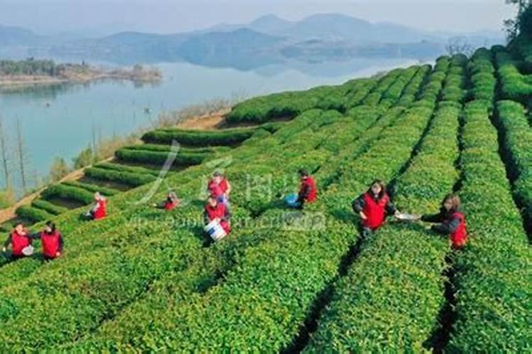 茶园如何施用叶面肥？