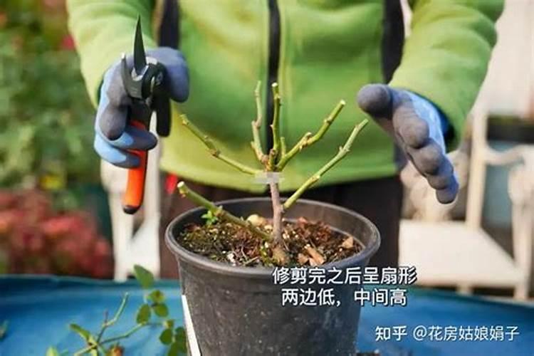 月季花冬季怎么施肥