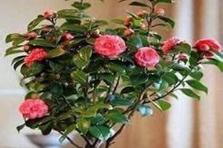 常见的氮肥、磷肥、钾肥、复合肥有哪些……