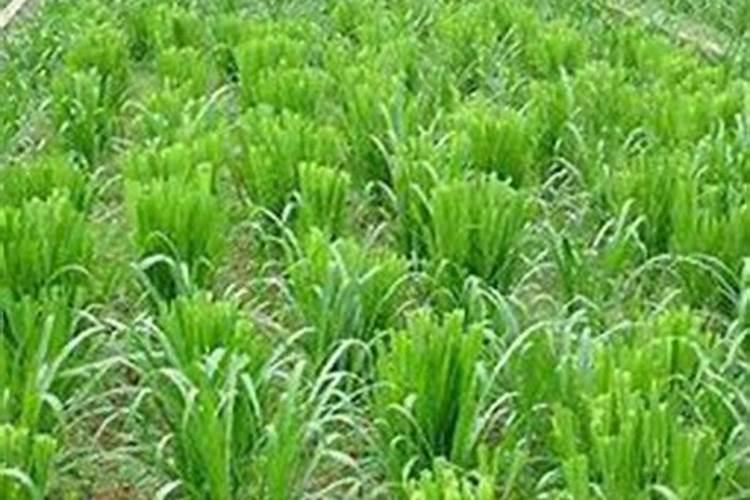 4年果树全年施多少氮肥？