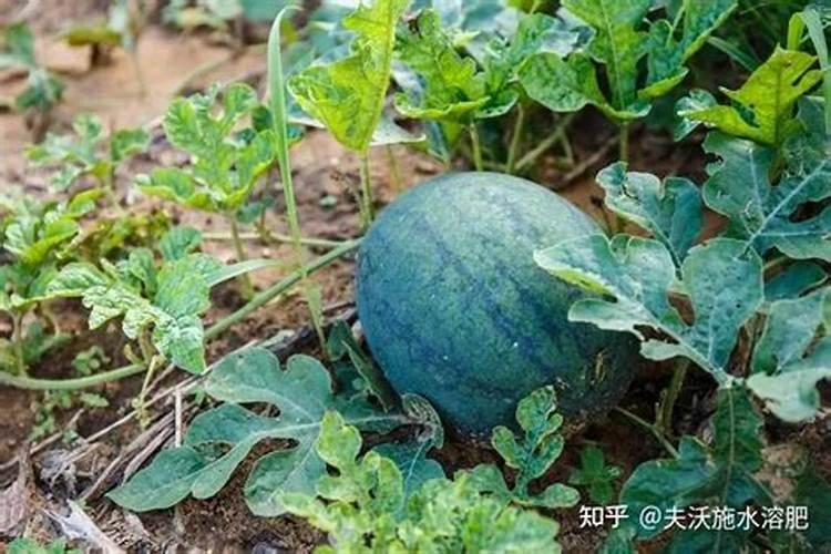 硫胺对大棚辣椒有什么危害