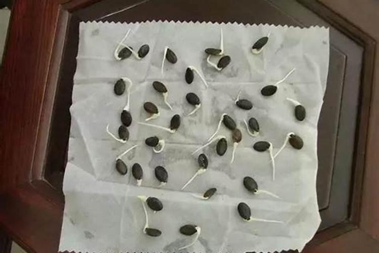 黄瓜种子怎么催芽最好