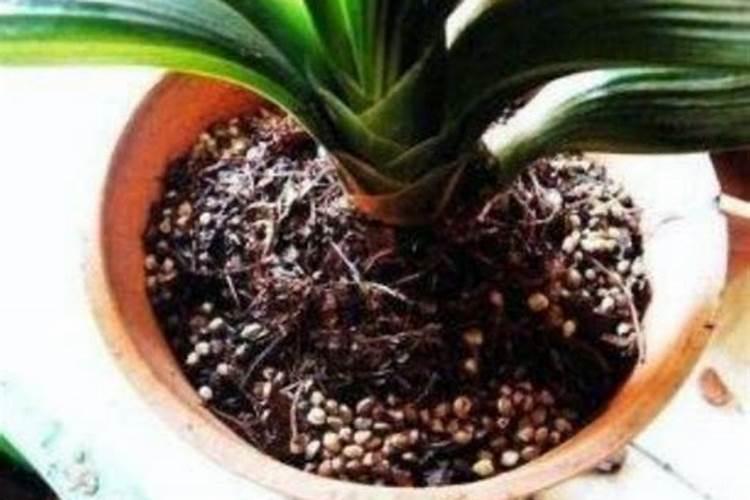 花卉缺磷怎么办