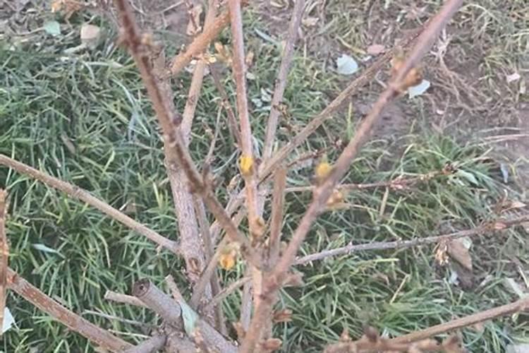 豆角开花期打什么叶面肥 豆角花期可以喷施叶面肥吗