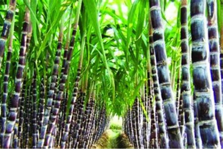 生物菌肥多少钱一吨？